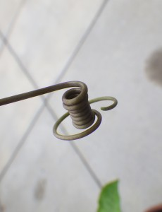 パッションフルーツ修正