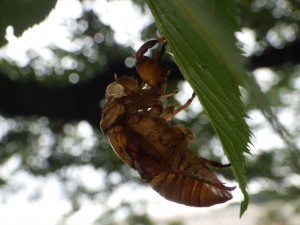 20160802アブラゼミ抜け殻　サンク前 (2)_R