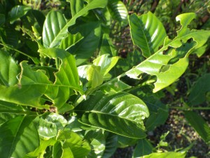 20160817HPみどころ候補 (24)_R