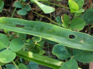 20160817HPみどころ候補 (28)_R