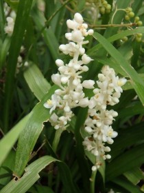 20160829ヤブラン