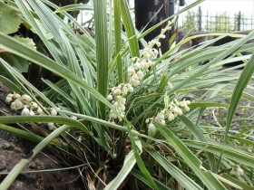 20160829ノシラン