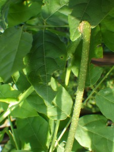 20160817HPみどころ候補 (27)_R