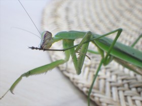20160905オオカマキリ (18)_R