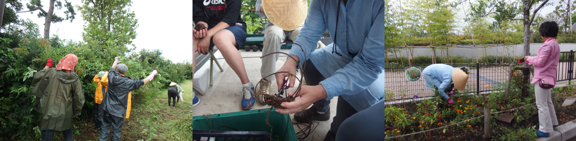 みどりG手入れの様子2