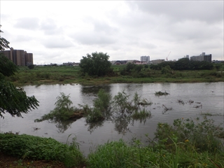 20160915多摩川&野川増水 (1)_R