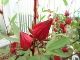 ハイビスカスローゼル