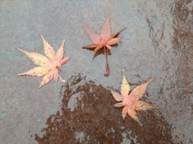 落ち葉のアート2