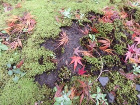 落ち葉のアート4