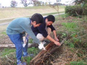 20161115定例会・多摩川スタックづくり (4)