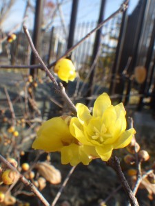 20161222帰真園ロウバイ開花 (5)_c