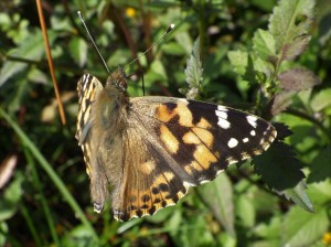 20161205ヒメアカタテハ サンク (1)_R