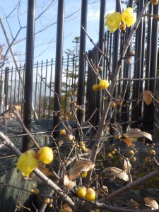 20161222帰真園ロウバイ開花 (1)_c