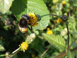 20161205オオハナアブ サンク_R