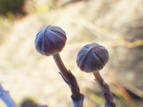 20170111 冬芽 (2)_R