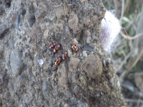 20170117サンクチュアリ生きもの探し (28)_R