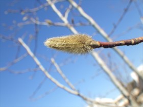 20170111 冬芽 (1)_R