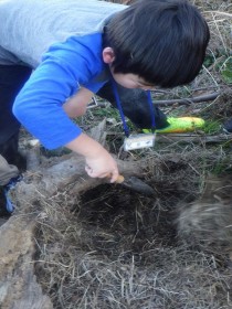 20170117サンクチュアリ生きもの探し (21)_R