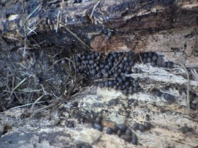 20170117サンクチュアリ生きもの探し (23)_R