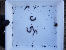 20170117生きもの調べ 青山 (1)_R