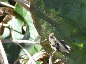 20170202ハラヒシバッタ サンク_R