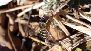 20170202フタホシヒラタアブ いのち (2)_R