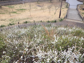 富士見台の上から見た白い景色