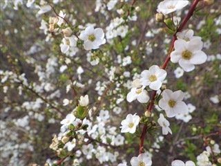 ユキヤナギの拡大画像（5つの花弁がついている）
